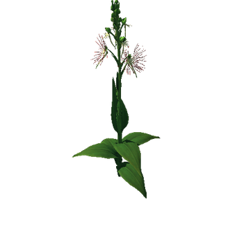 Flower Habenaria Medusa 2